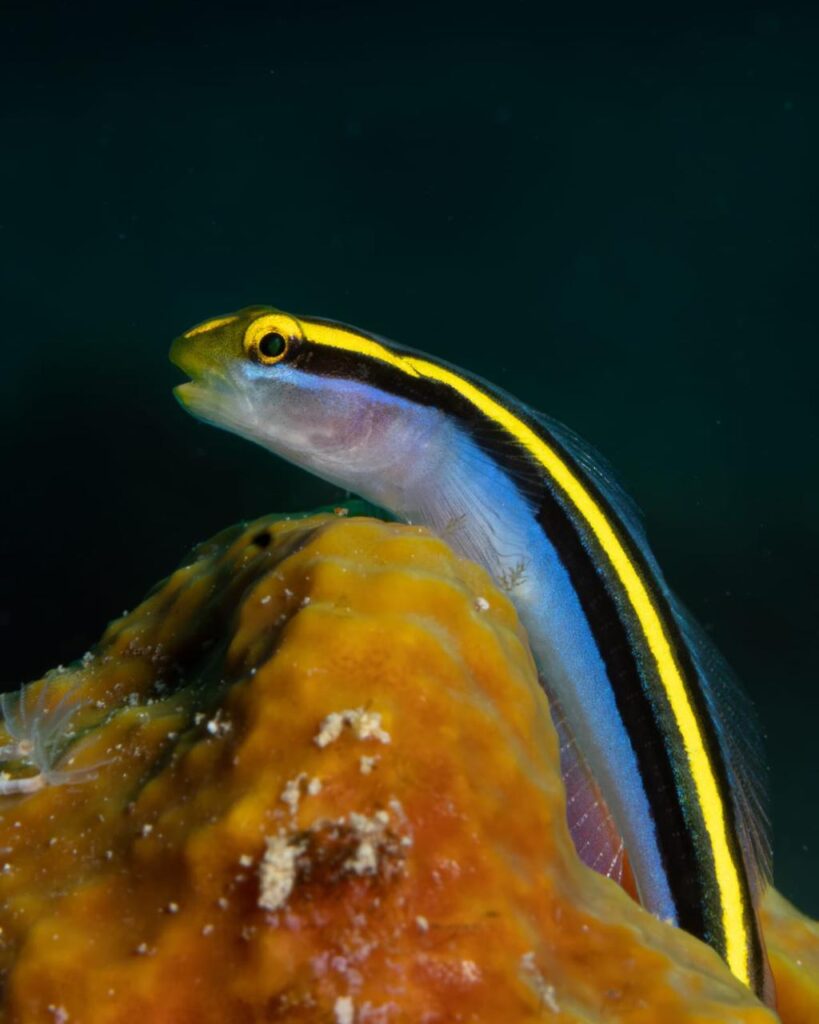 Locatie Antilla wreck - Fotograaf Vasco Baselli - Yellownose Goby (Elacatinus Randalli)